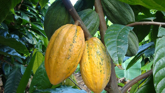 Kakao Ağacı Türleri ve Özellikleri